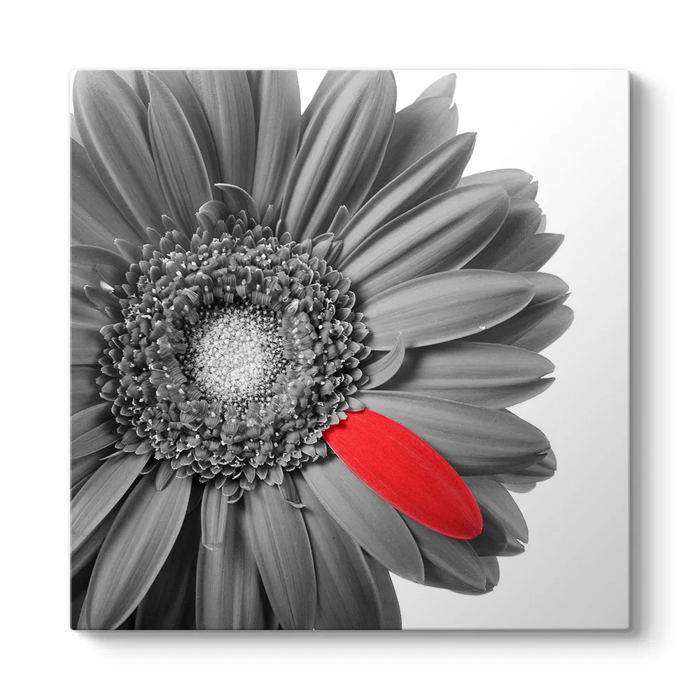 Siyah Beyaz Gerbera Tablosu - Model 3